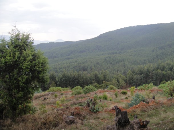 Ethiopian tree plantations
