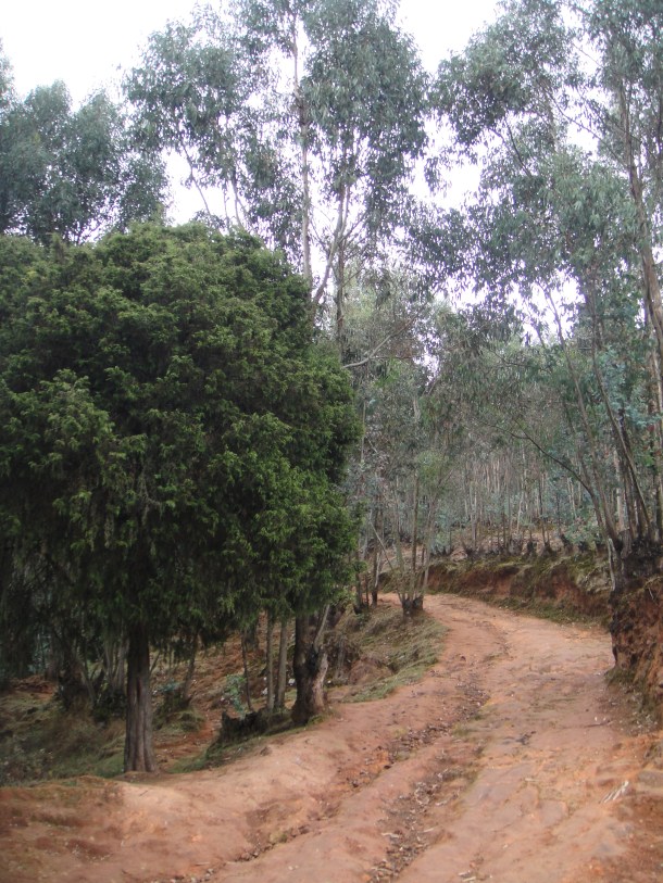 Ethiopian tree plantations