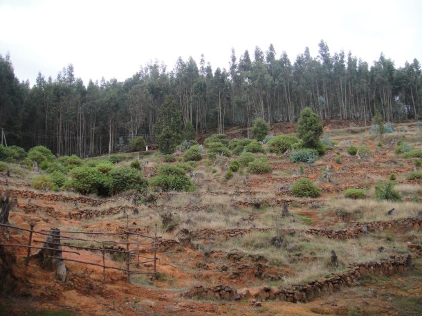 Ethiopian tree plantations