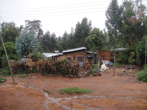 Ethiopian tree plantations