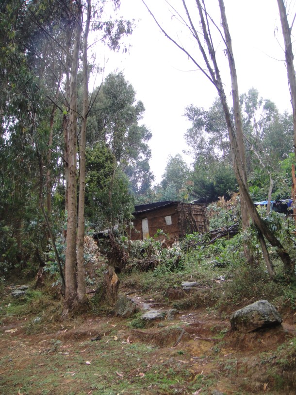 Ethiopian tree plantations