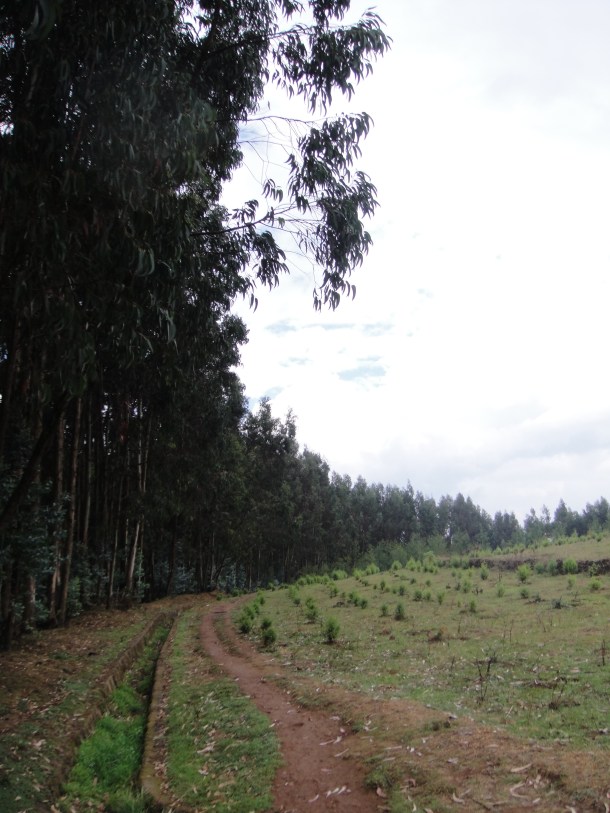Ethiopian tree plantations