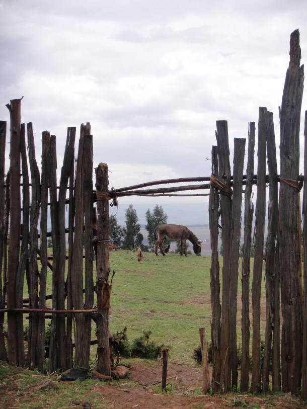 Ethiopian tree plantations