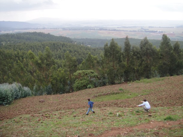 Ethiopian tree plantations