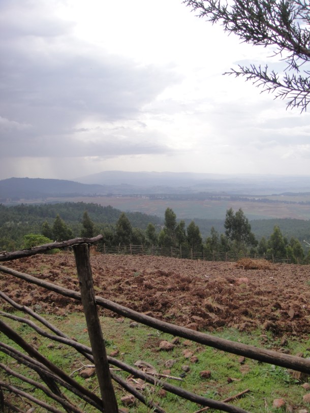 Ethiopian tree plantations