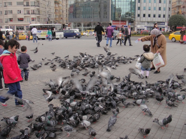 pigeons in Taksim Square