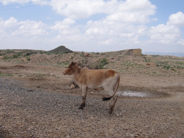 cow shying away from us along Jijiga road.  Livestock is a major source of income in jijiga