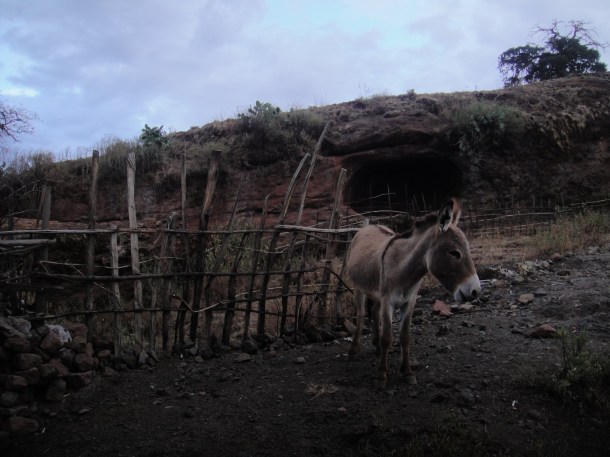 donkey with cave behind in Lalibela