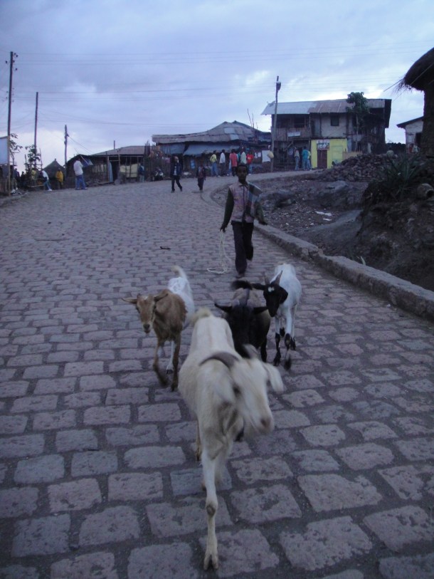 goats going down the road in Lalibela