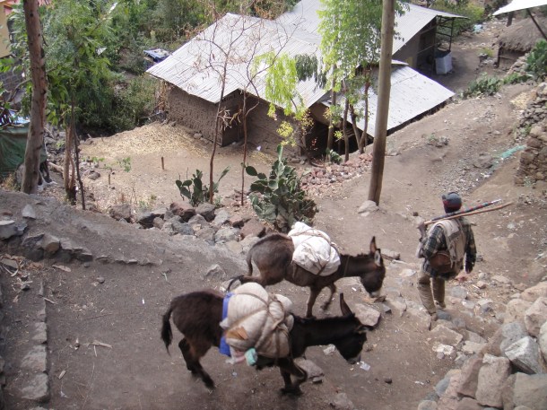 donkeys in Lalibela