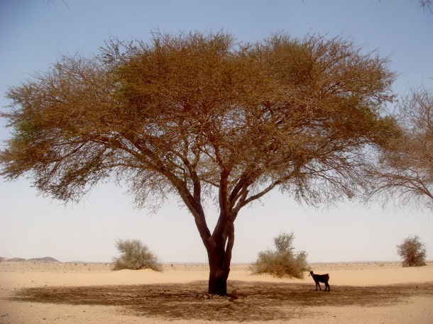 nomads-bayuda-desert-sudan
