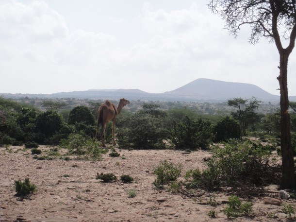 Wild camels of Somalia