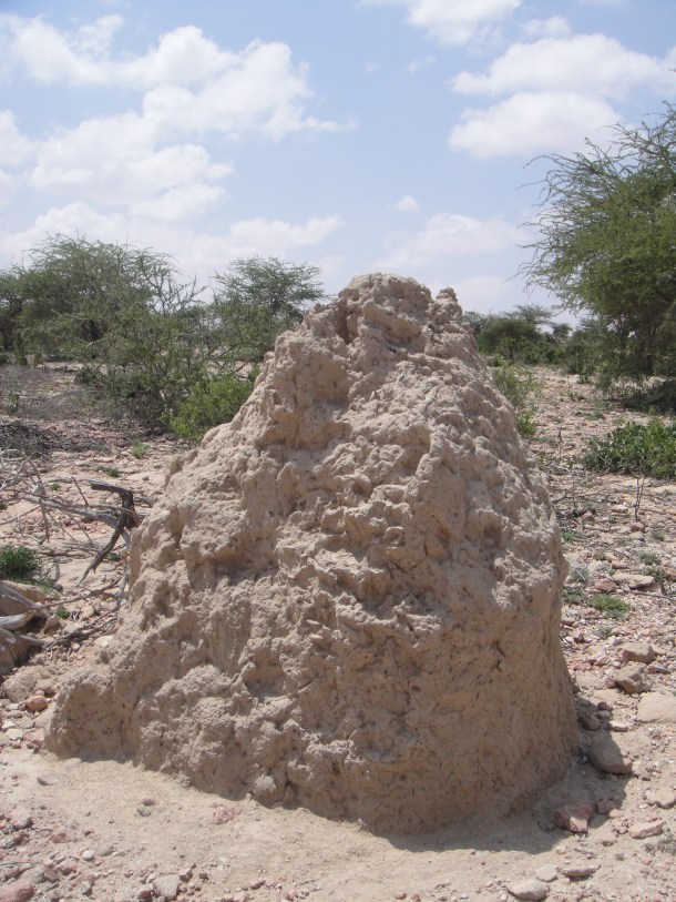 Termite mound in Somalia