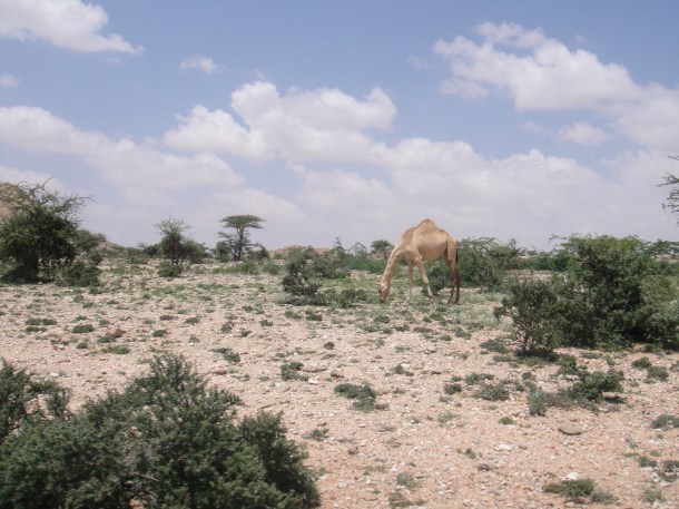 Wild camel in Somalia countryside