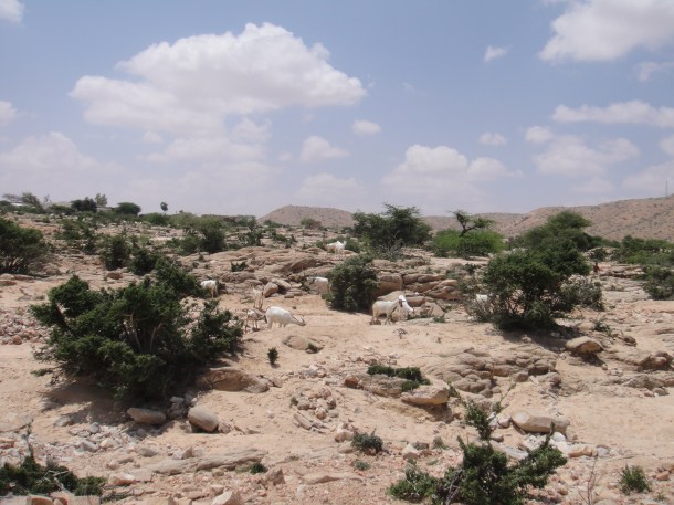 Goats in Somalia
