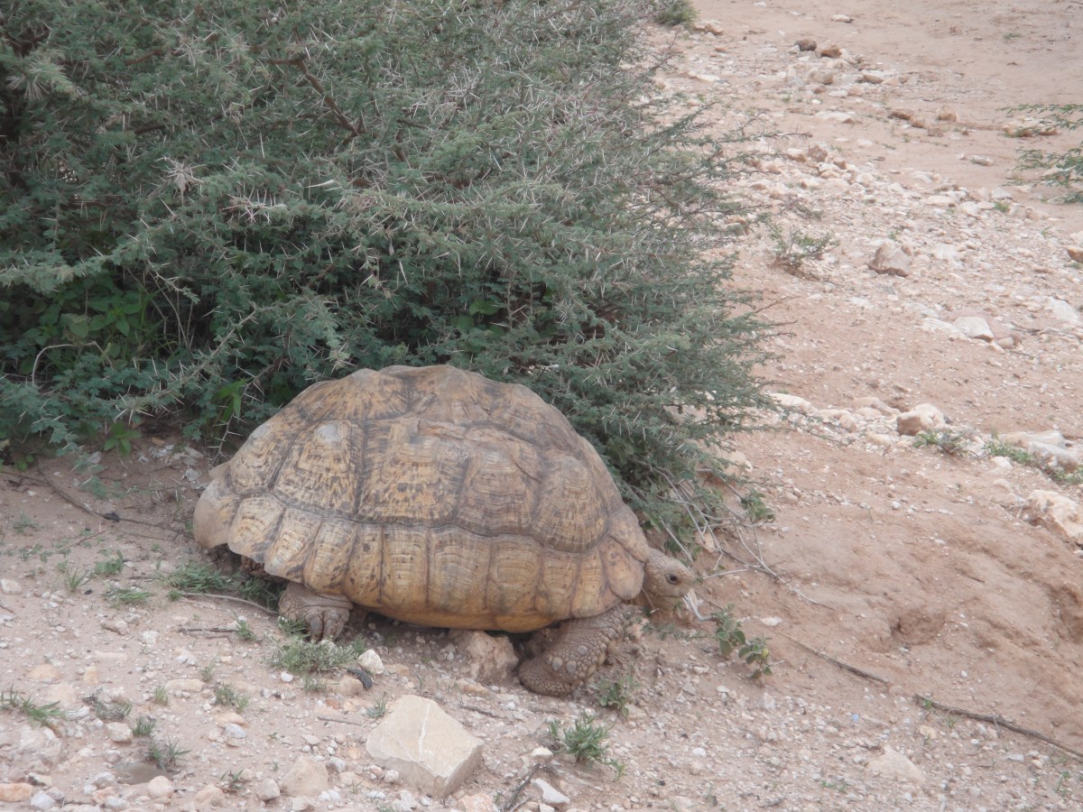 Wild Tortoise in Somalia