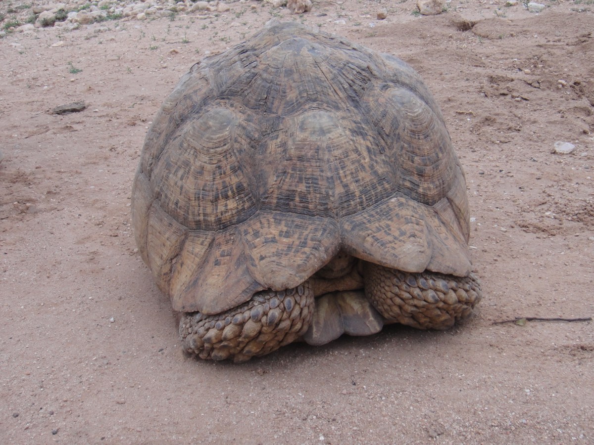 A tortoise in the Somali Countryside