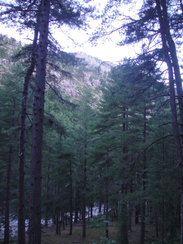 forest-corsica