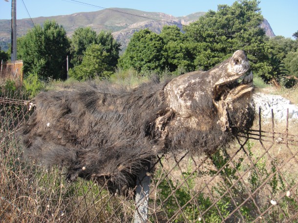 pig hide on fence in corsica
