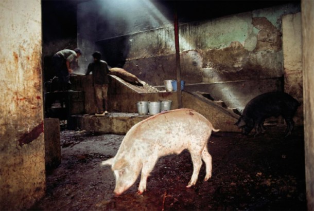 William Albert Allard, White Pig, Slaughterhouse, Huancayo, 1981