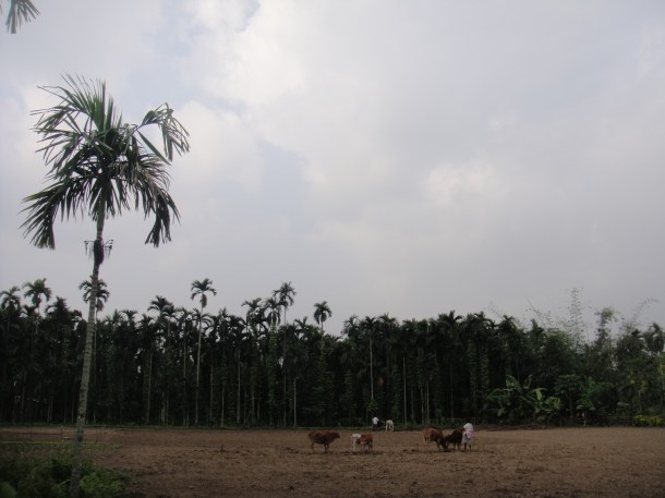 Bodo Liberation Tigers Force