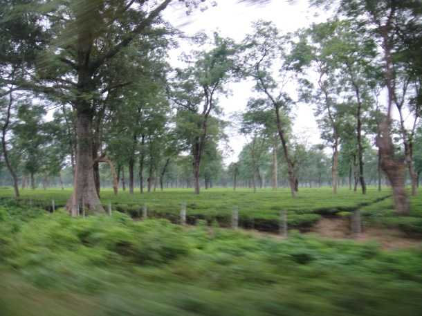 driving-in-assam driving in assam