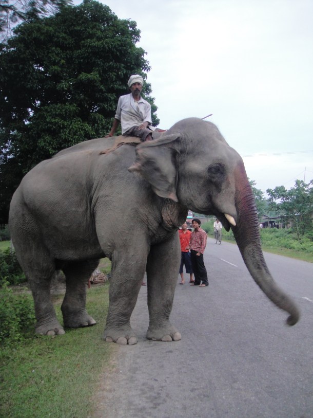 driving-in-assam driving in assam