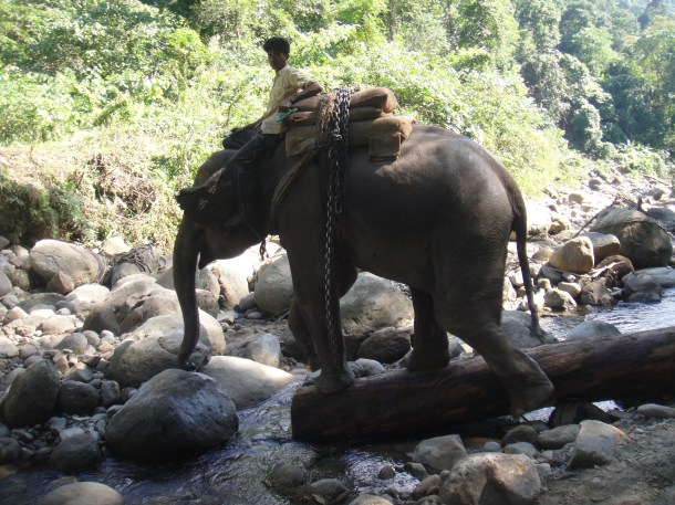 logging arunachal pradesh