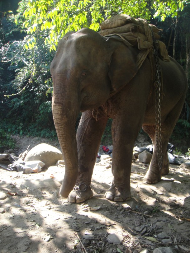 logging arunachal pradesh