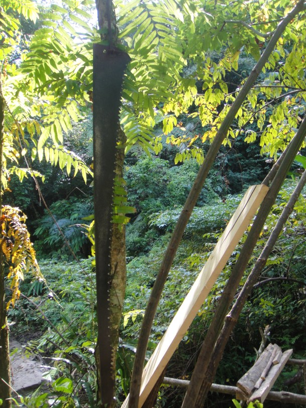 logging arunachal pradesh