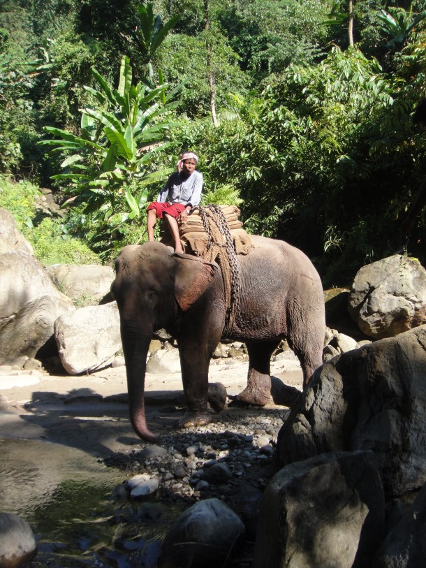 logging arunachal pradesh