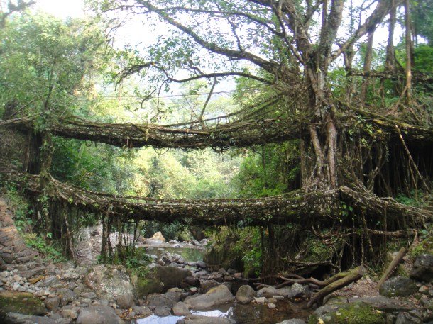 the living bridges of meghalaya
