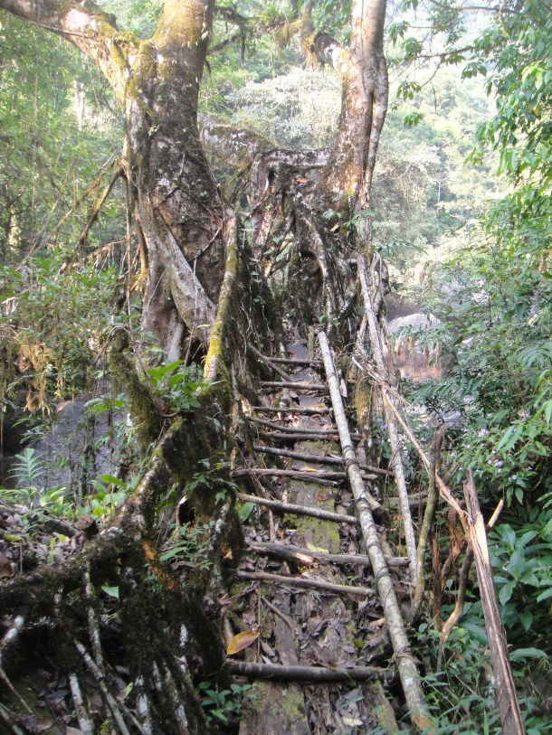 the living bridges of meghalaya