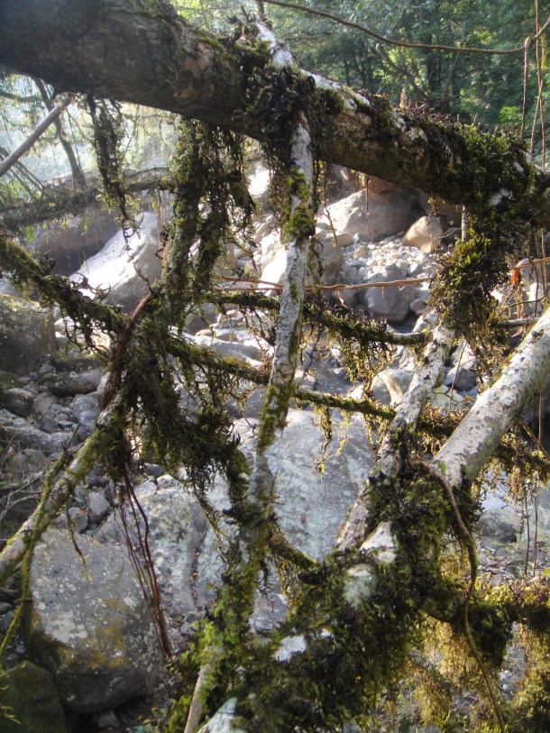 the living bridges of meghalaya