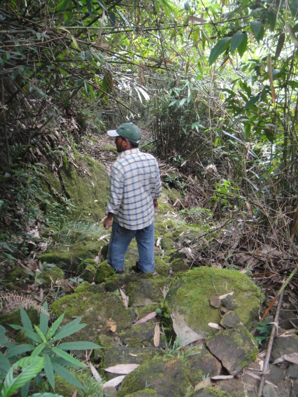 the living bridges of meghalaya
