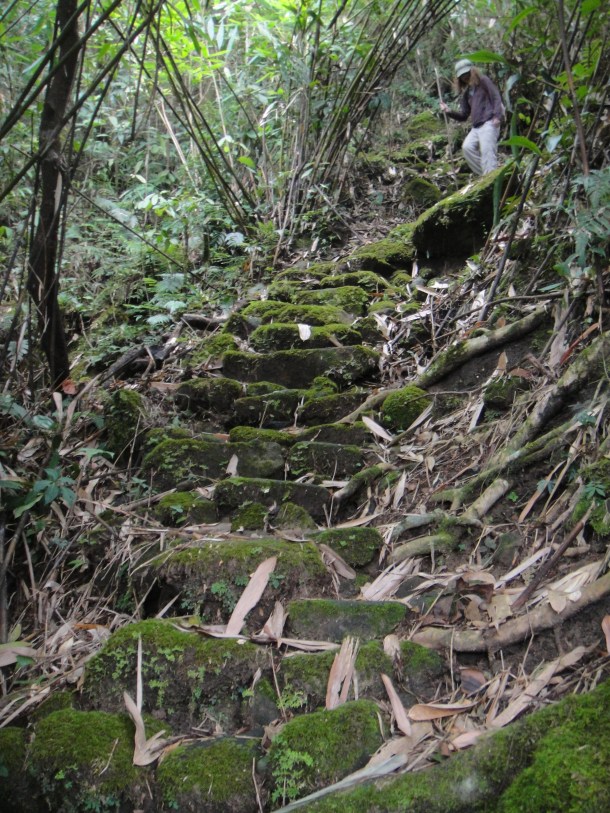 the living bridges of meghalaya