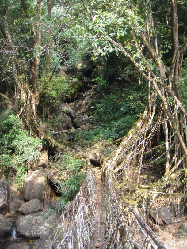 the living bridges of meghalaya