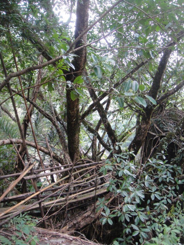 the living bridges of meghalaya