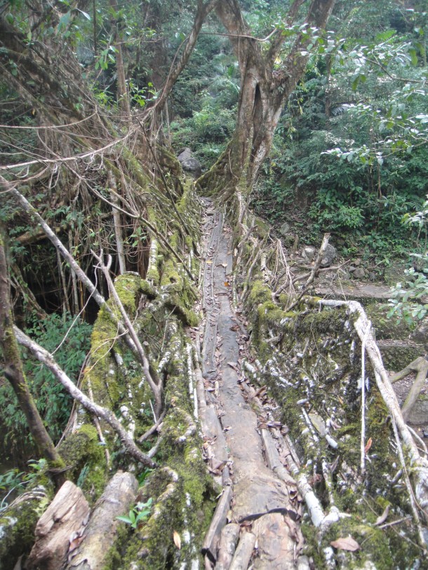 the living bridges of meghalaya