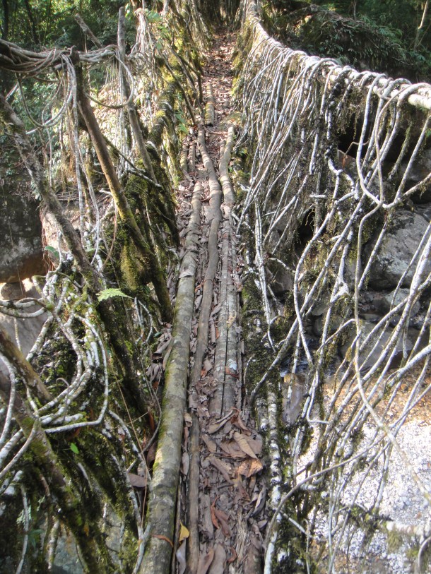 the living bridges of meghalaya