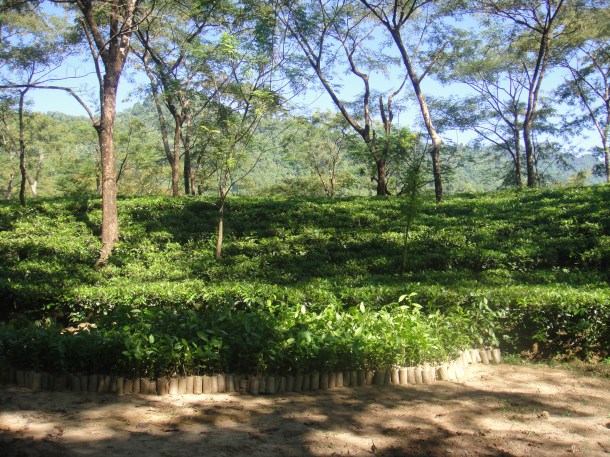 tea plantation arunachal pradesh