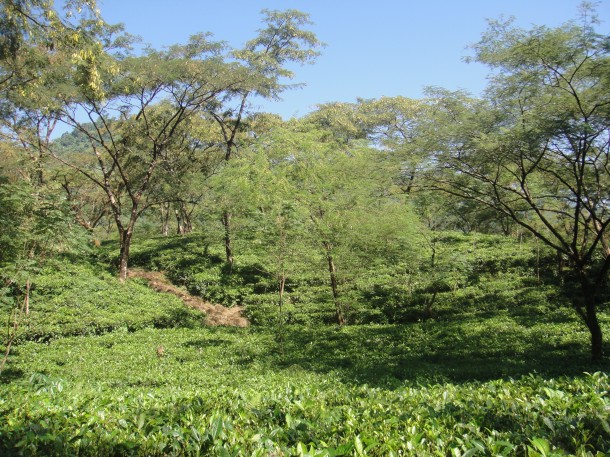 tea plantation arunachal pradesh