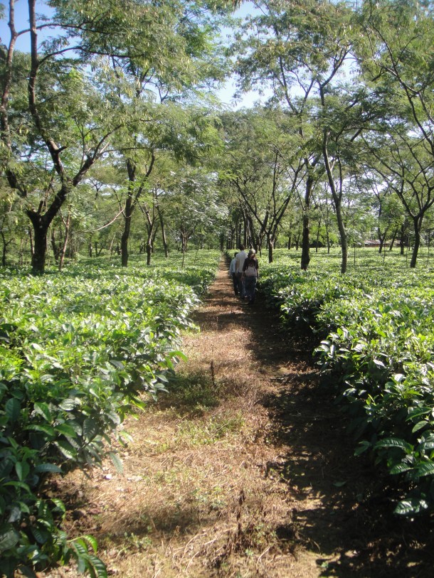 tea plantation arunachal pradesh