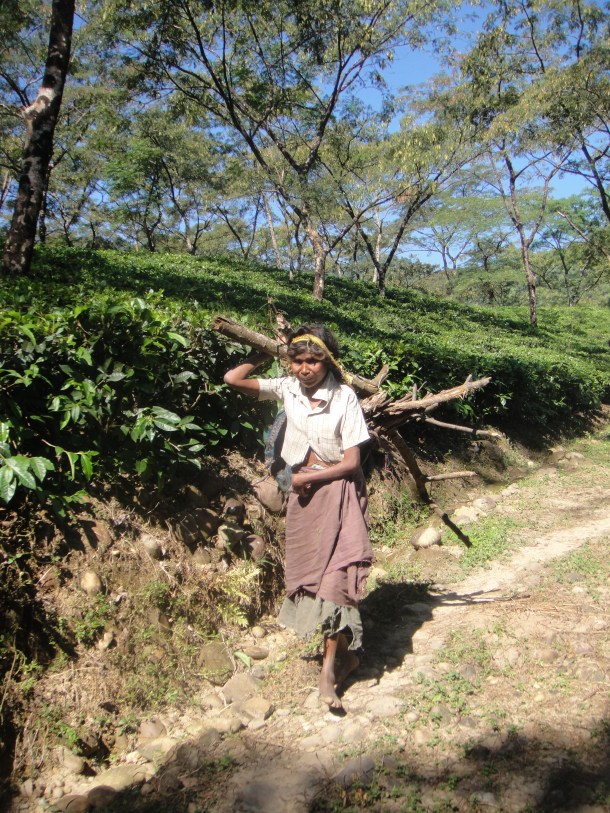 tea plantation arunachal pradesh