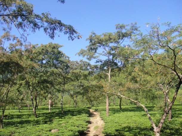 tea plantation arunachal pradesh