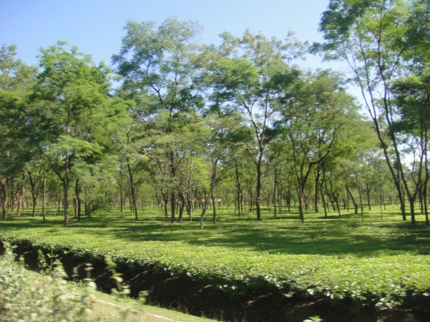 tea plantation arunachal pradesh