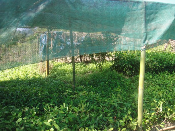 tea plantation arunachal pradesh