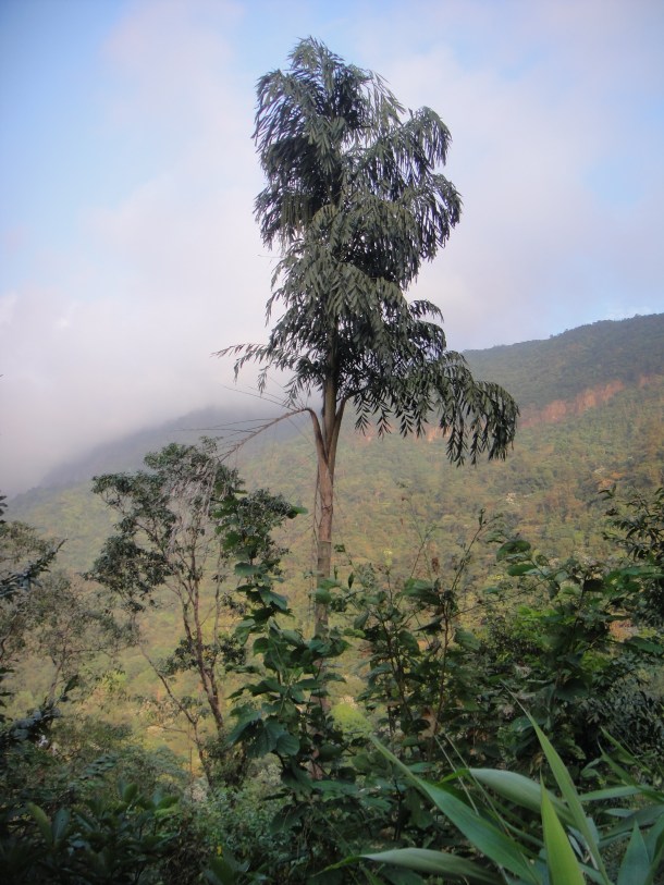 the rainiest place on earth