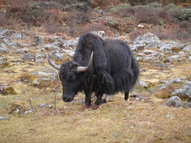 the-road-to-tawang the road to tawang