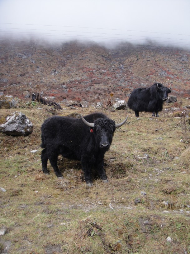 the-road-to-tawang the road to tawang